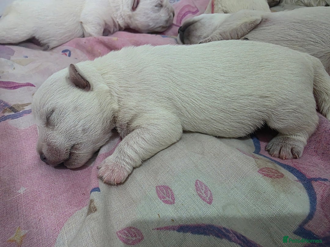 West Highland Terrier dogs for sale: West Highland Terrier's, Good pedigree  - Image 3