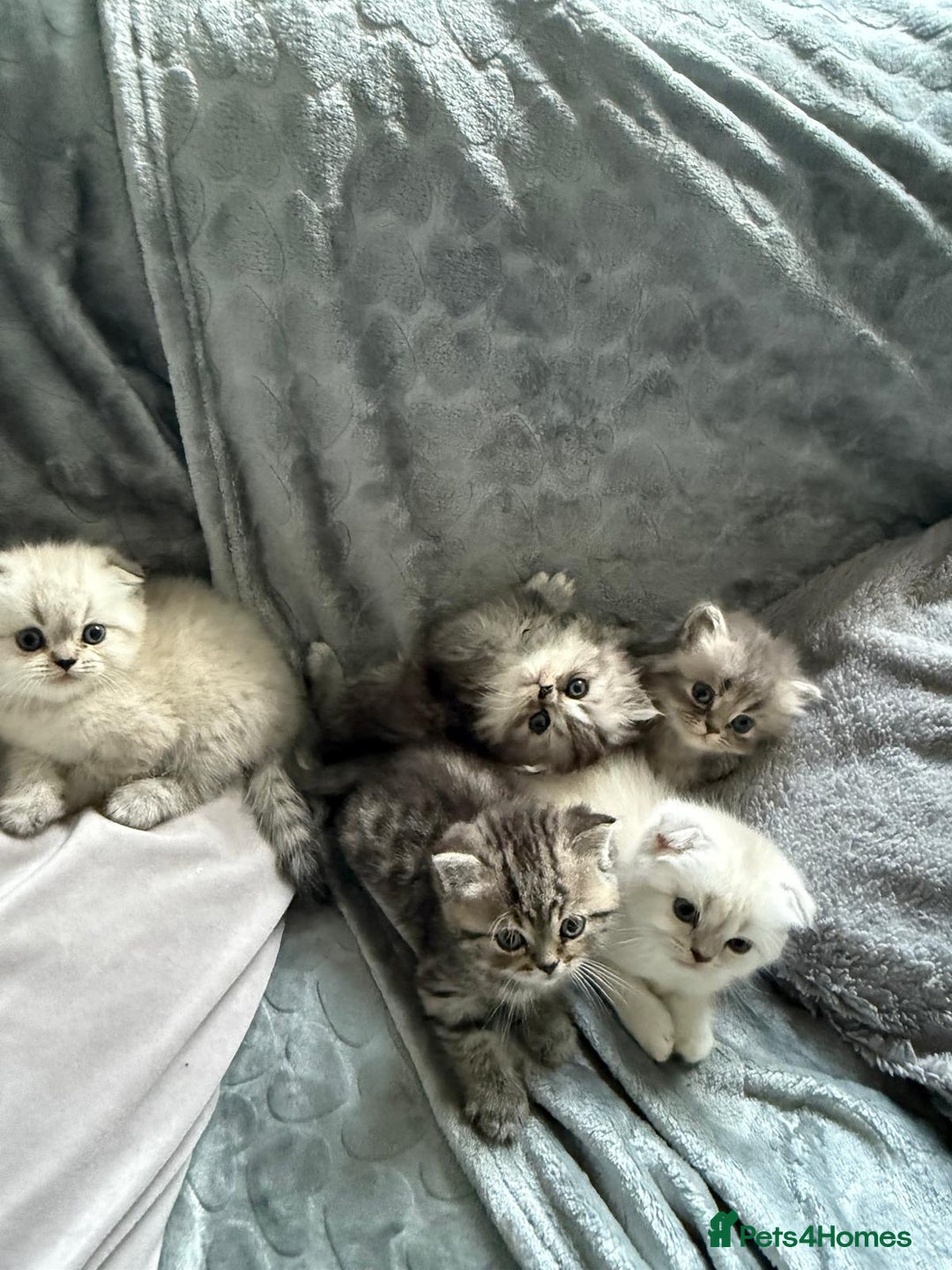 British Shorthair cats for sale: Scottish fold / British short hair  - Image 6