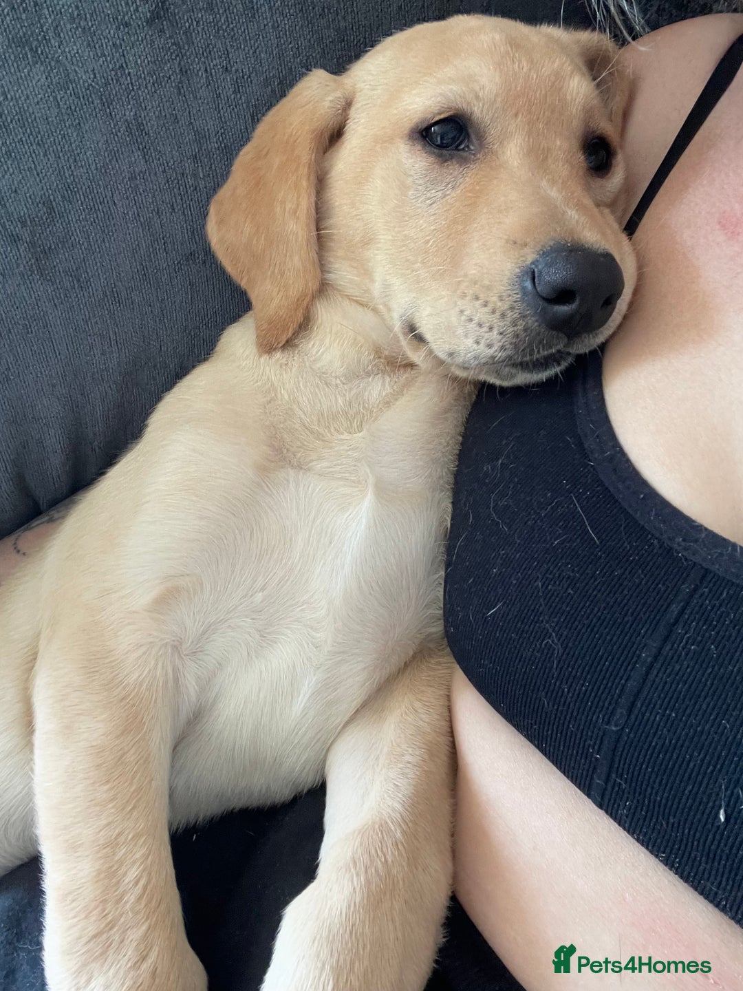 Labrador Retriever dogs for sale: Lab girl puppy  - Image 5