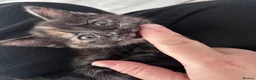 Mixed Breed cats for sale: Kittens for sale - Advert 6