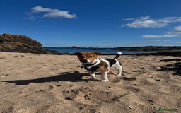 Jack Russell dogs for sale: Jack Russell Terrier boy looking for new home - Image 4