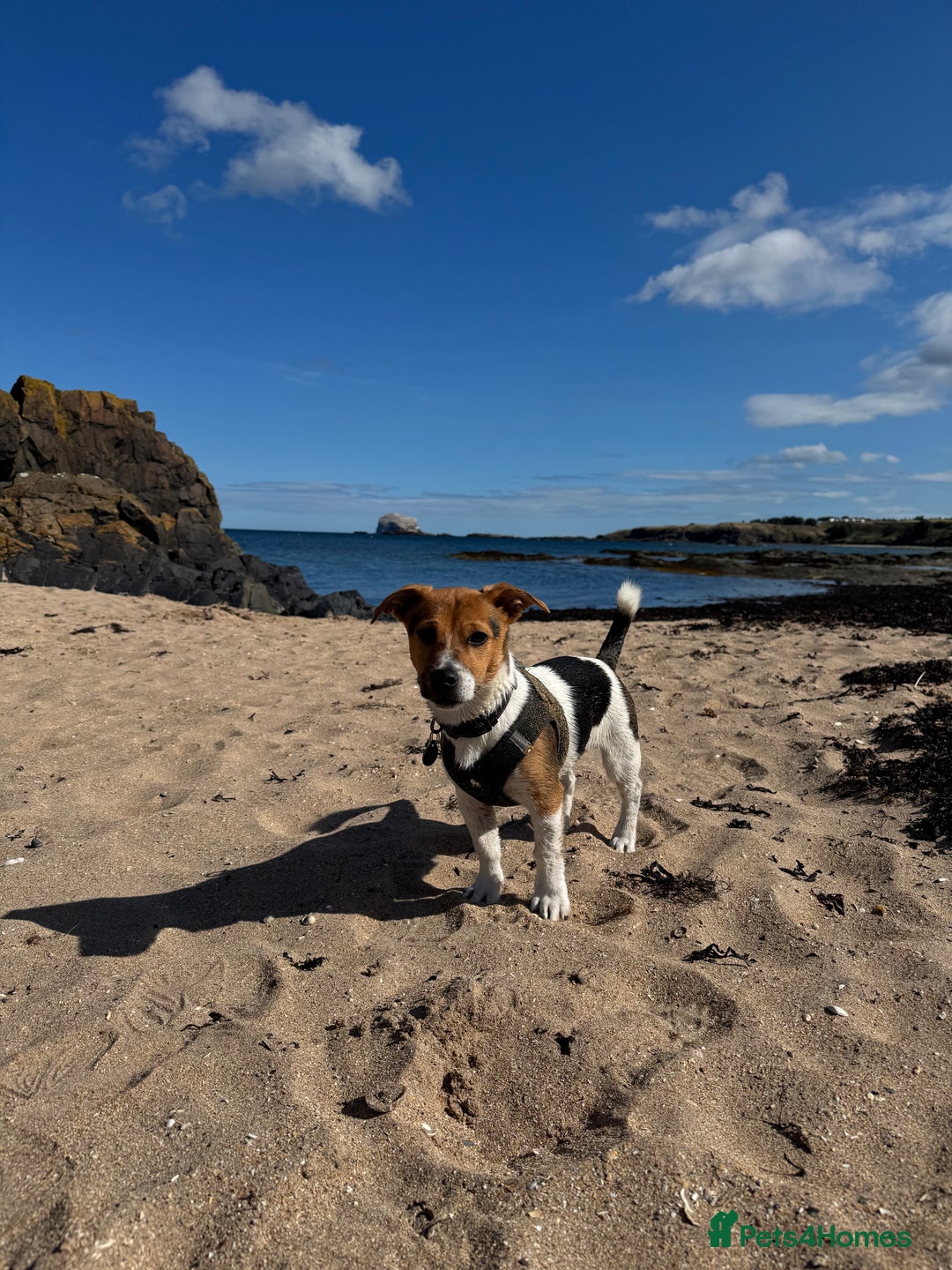 Jack Russell dogs for sale: Jack Russell Terrier boy looking for new home - Image 4