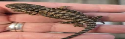 Bearded Dragon reptiles for sale: Red Monster blue bar and G stripe possible Chroma  - Advert 5