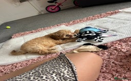 Cavapoo dogs for sale: Beautiful cavapoo puppy girl - Image 4