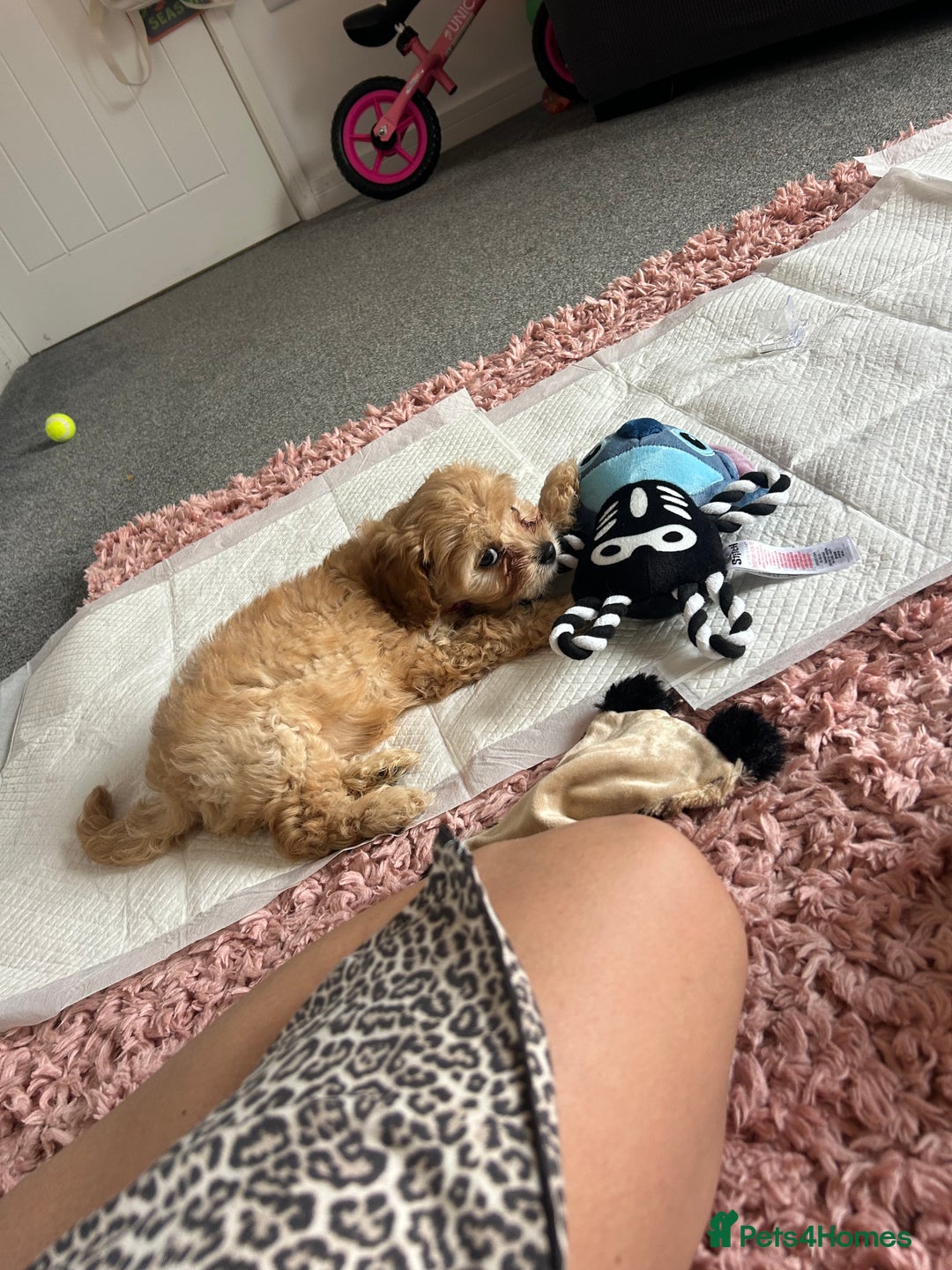 Cavapoo dogs for sale: Beautiful cavapoo puppy girl - Image 4