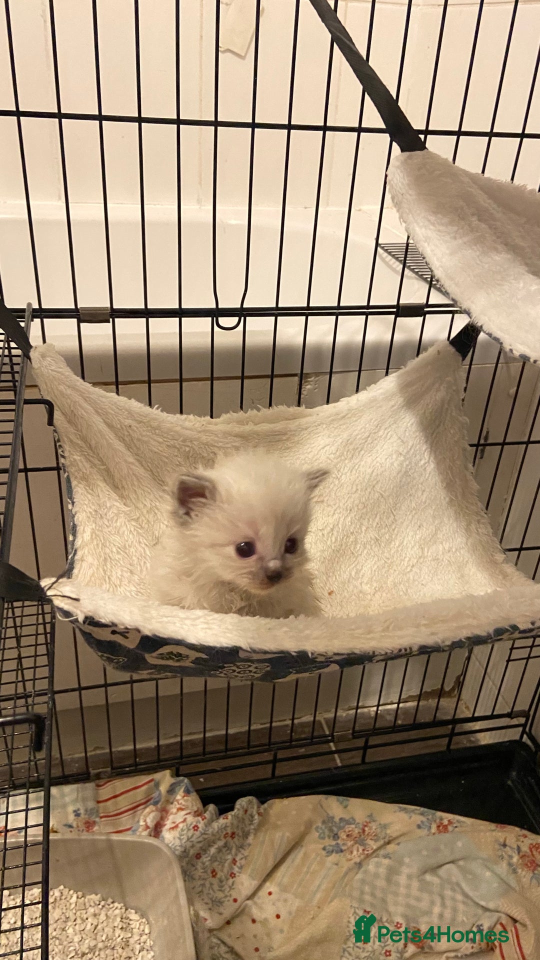 Ragdoll cats for sale: Pure ragdoll kittens  - Advert 6