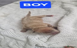 Mixed Breed dogs for sale: 8 Bully X Puppies  - Image 15