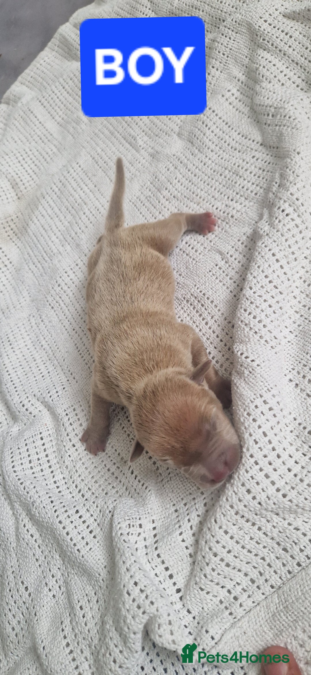 Mixed Breed dogs for sale: 8 Bully X Puppies  - Image 15