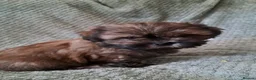 Malshi dogs for sale: Malshi 2 boys puppies - Advert 10