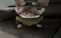 French Bulldog dogs for sale: 2 y/o gorgeous boy looking for a new loving home  - Image 4