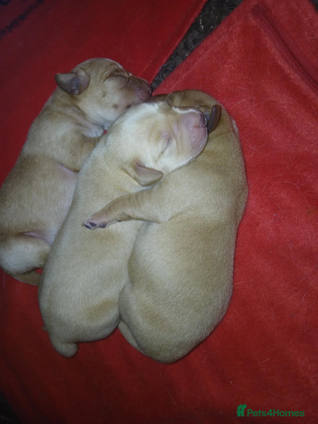Labrador Retriever dogs for sale: Top Quality KC registered Labrador pups - Advert 1