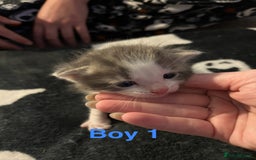 Mixed Breed cats for sale: 5 gorgeous kittens - Image 6