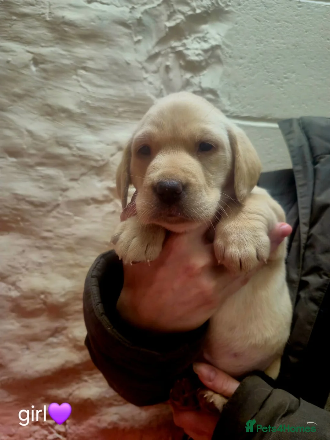 Labrador Retriever dogs for sale: Working Yellow And Red Labrador puppy’s! - Advert 9