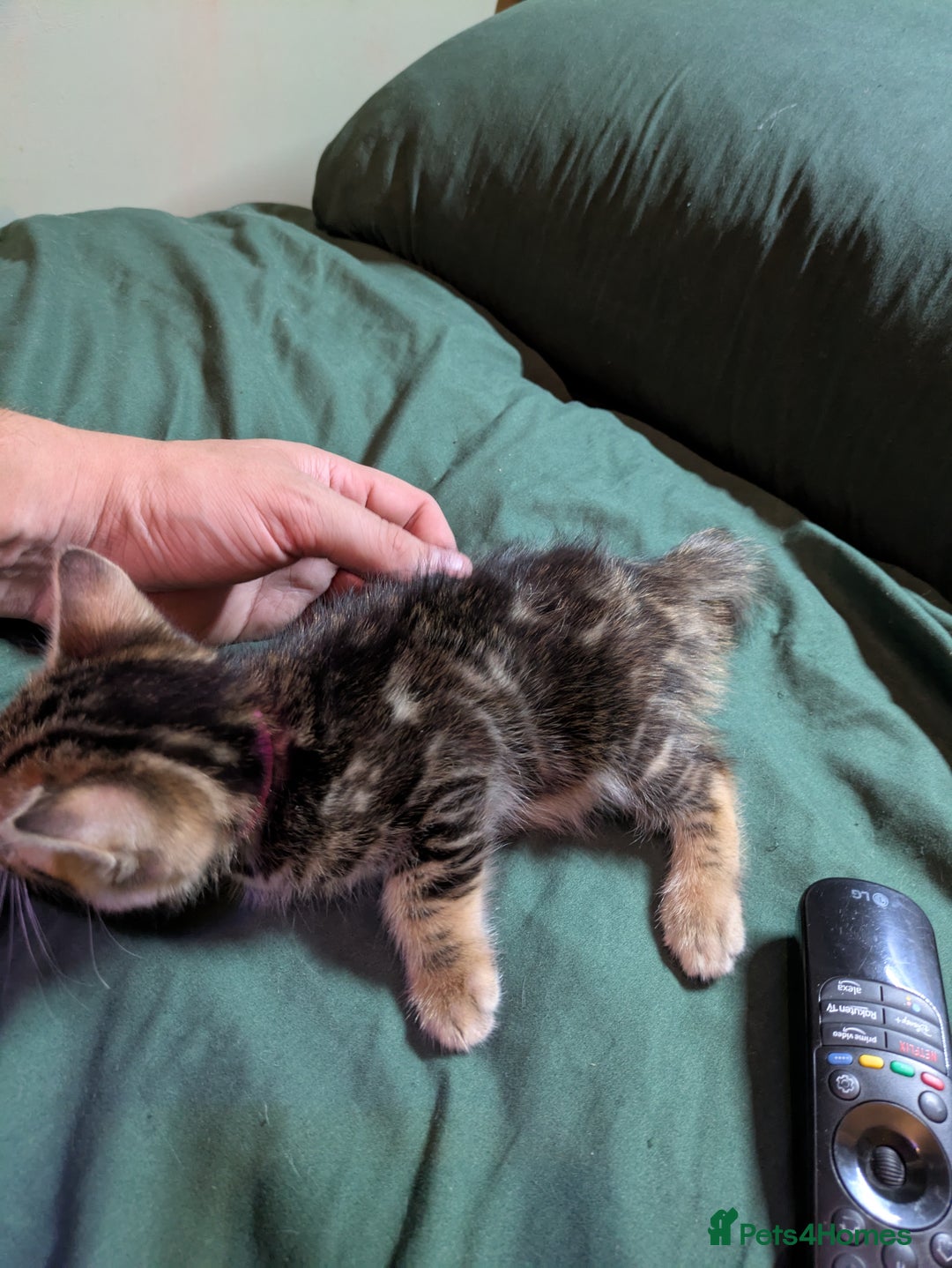 Mixed Breed cats for sale: Have two male and 2 female kittens   - Image 6