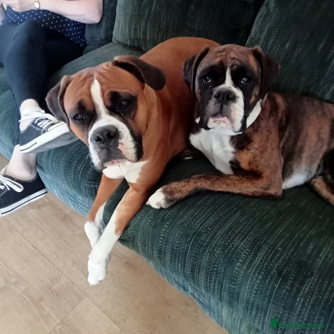 Boxer dogs for sale: Female dog for sale - Image 2