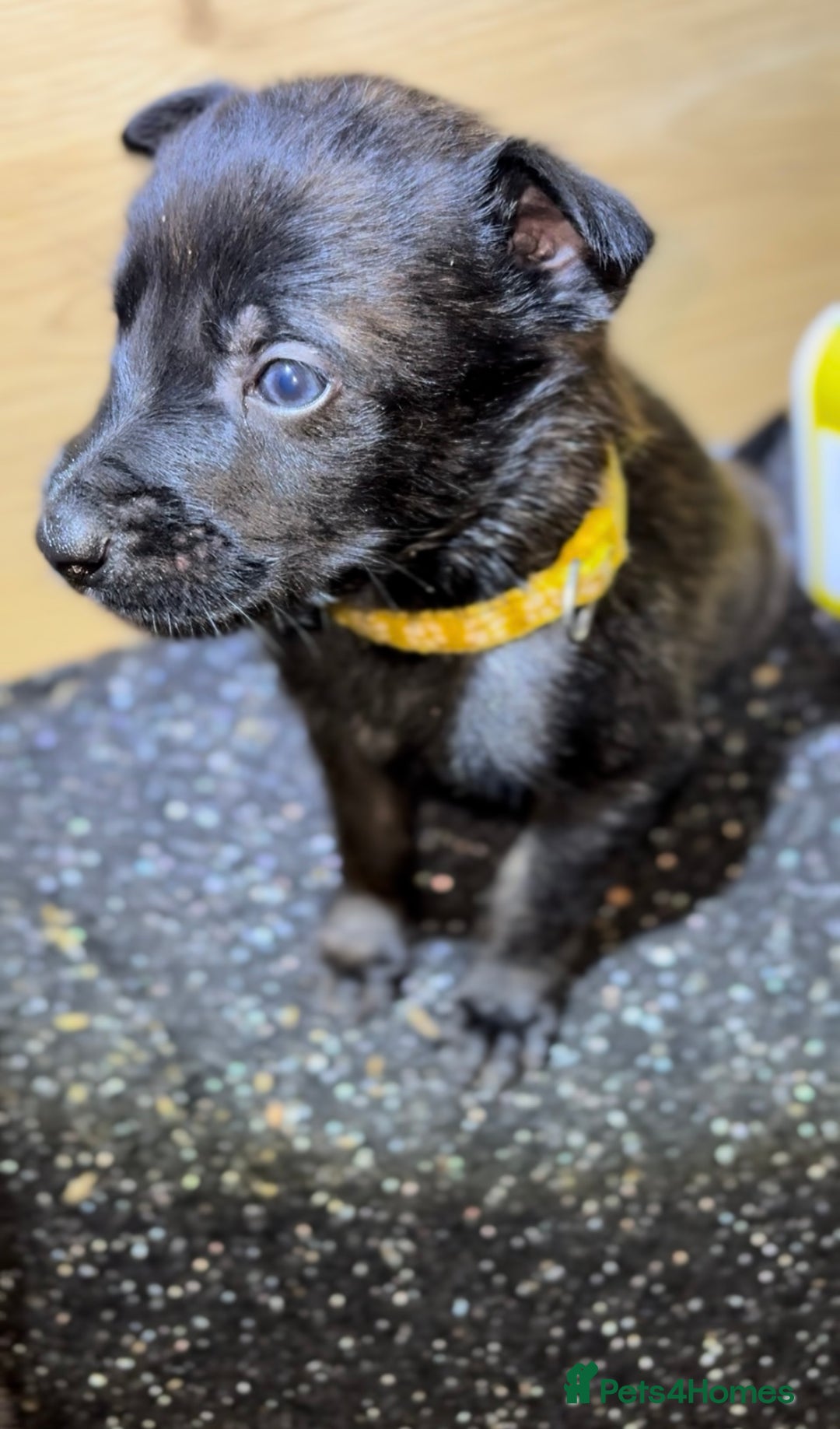 Mixed Breed dogs for sale: Dutch Malinois Puppies- Ready 13/12/2025 - Advert 16