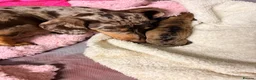Miniature Dachshund dogs for sale: 2 x miniature dachshunds  in Colchester - Advert 20