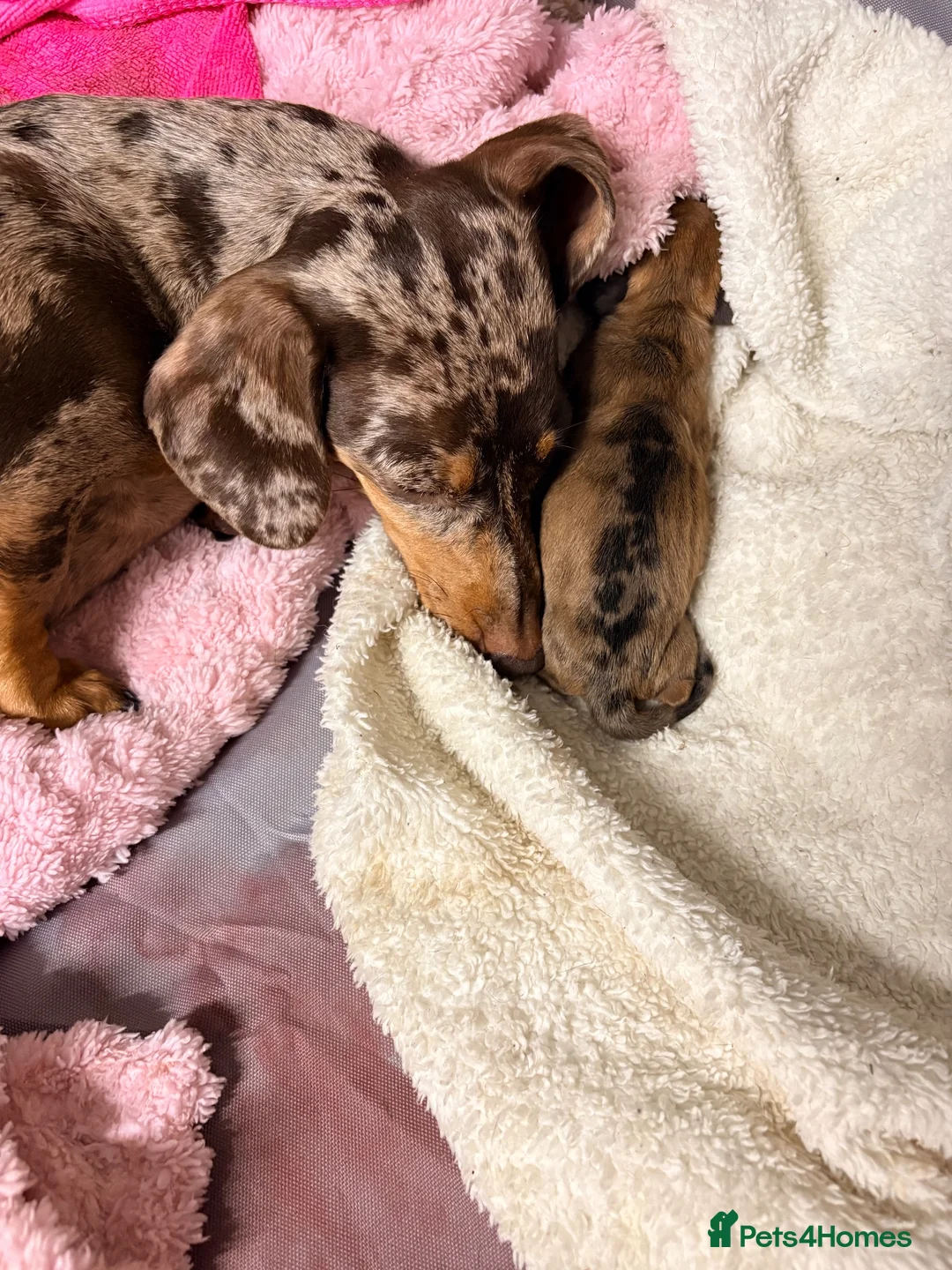 Miniature Dachshund dogs for sale: 2 x miniature dachshunds  in Colchester - Advert 20