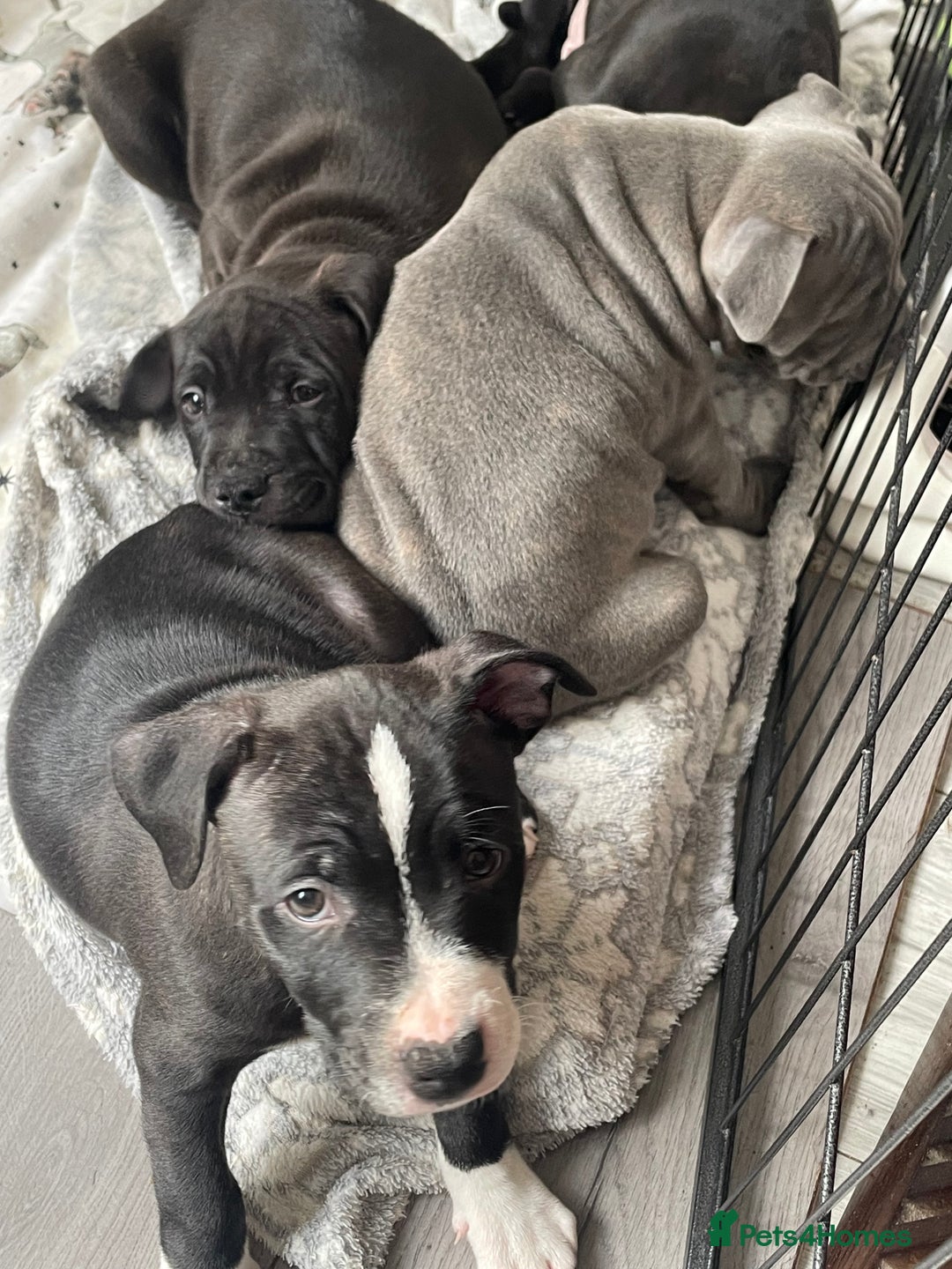 Staffordshire Bull Terrier dogs for sale: Sold  - Image 16