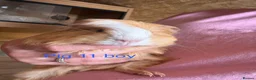 Guinea Pig rodents for sale: Guinea pig babies  in Yeovil - Advert 20
