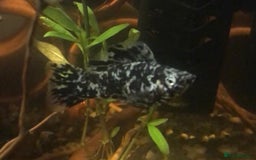 Other/Mixed Breed fish for sale: All fish sold individually for 10£ (info below) - Image 25