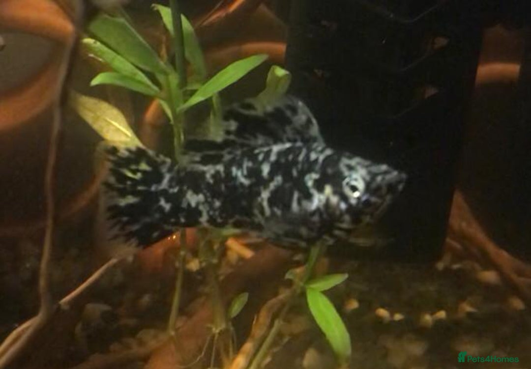 Other/Mixed Breed fish for sale: All fish sold individually for 10£ (info below) - Image 25