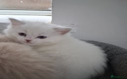 Ragdoll cats for sale: 3 Beautiful ragdoll girls ready  - Image 1