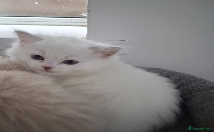 Ragdoll cats - Advert 10