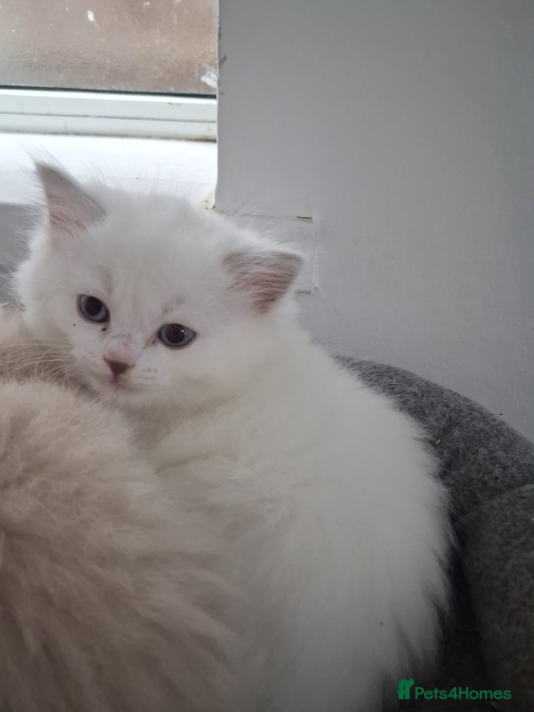 Ragdoll cats for sale: 3 Beautiful ragdoll girls ready  - Image 1