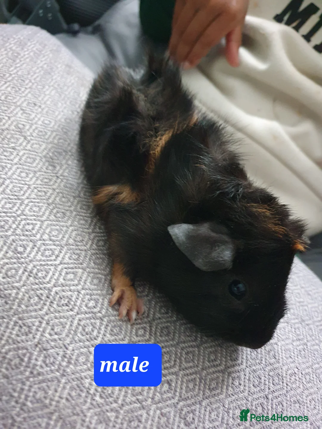 Guinea Pig rodents for sale: Guinea pig boys - Advert 3