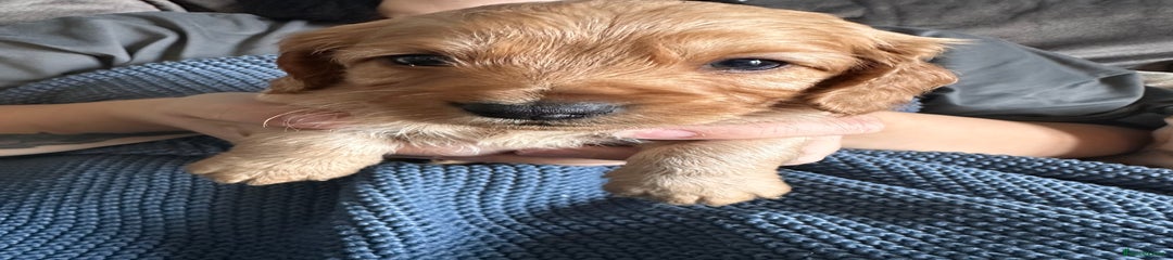 Cockapoo Puppy 4