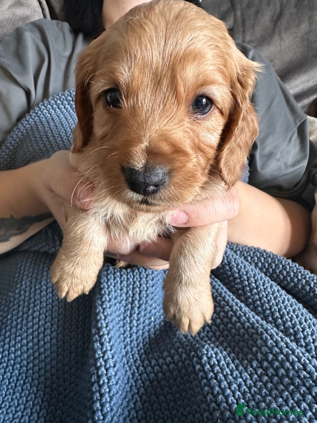 Cockapoo dogs for sale: 🐶 8 Gorgeous F2 Cockapoo Puppies – Ready Soon! 🏡 - Image 6