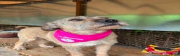 Mixed Breed dogs for adoption: 10 year old Fionn needs a retirement home  - Advert 3