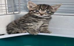 Mixed Breed cats for sale: Beautiful gorgeous Tabby & Black Kitten ready soon - Image 4