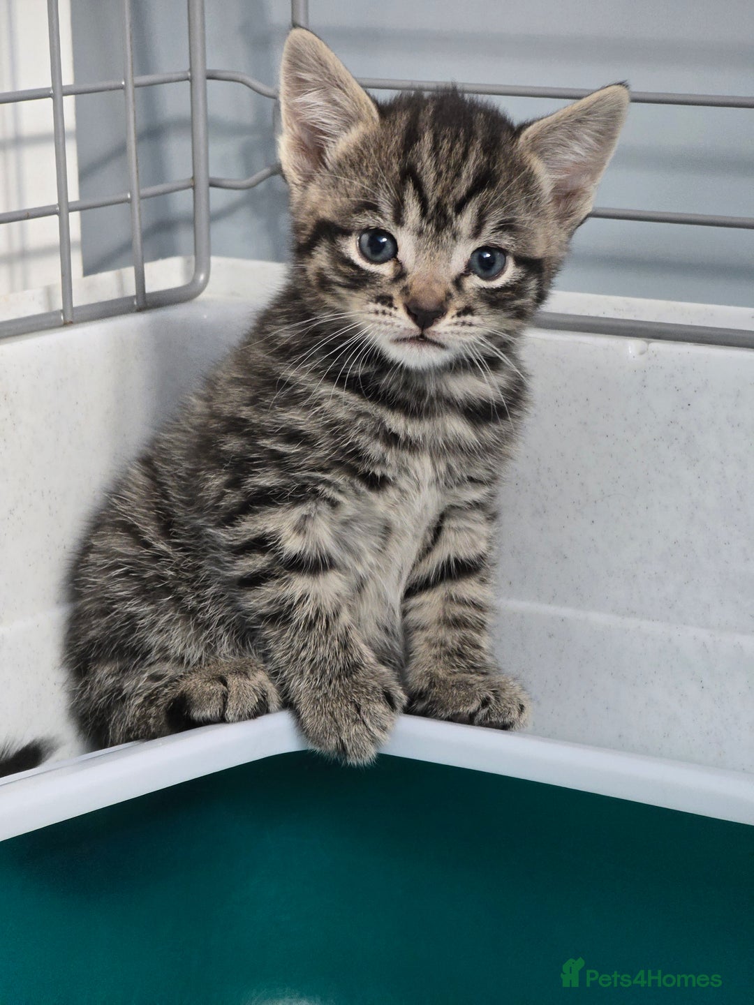 Mixed Breed cats for sale: Beautiful gorgeous Tabby & Black Kitten ready soon - Image 4