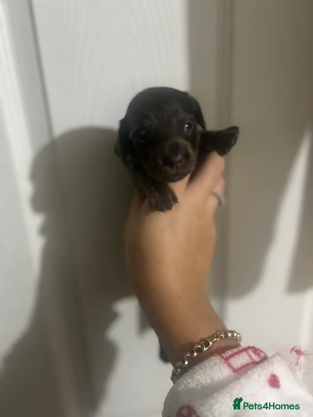 Dachshund dogs for sale: Dachshund puppies - Advert 2