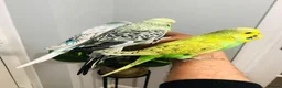 Budgerigars birds for sale: beautiful  birds ready to leave for new home in Birmingham - Advert 3