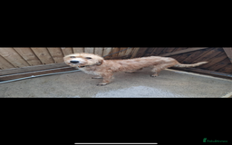 Lurcher dogs for sale: Beautiful Lurcher Puppies – Well Bred, Ready Now! - Image 13