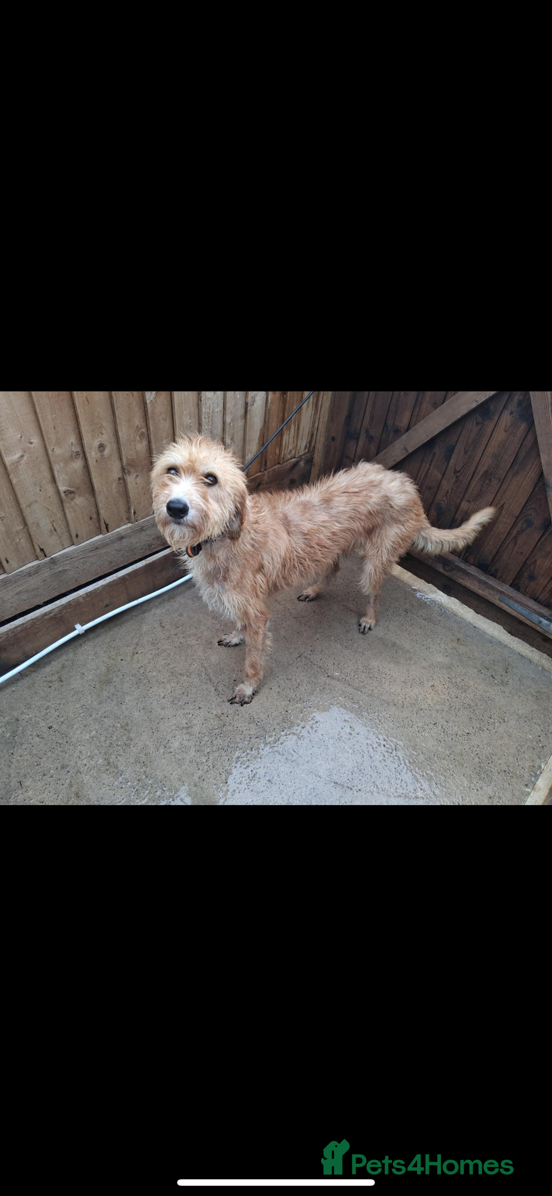 Lurcher dogs for sale: Beautiful Lurcher Puppies – Well Bred, Ready Now! - Image 13