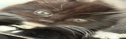 Mixed Breed cats for sale: 4 beautiful kittens  - Advert 11