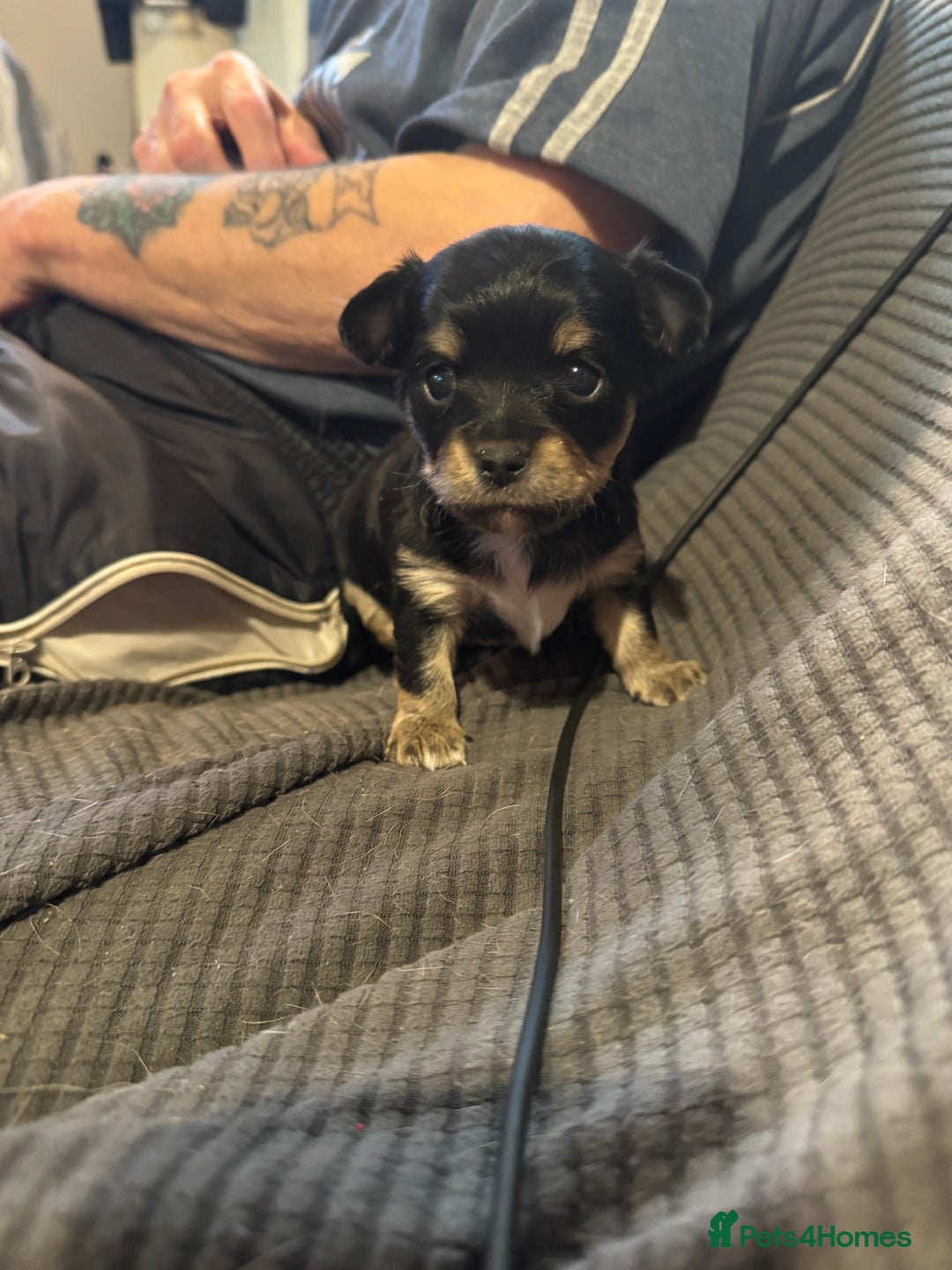 Chihuahua dogs for sale: Chihuahua puppys - Advert 9