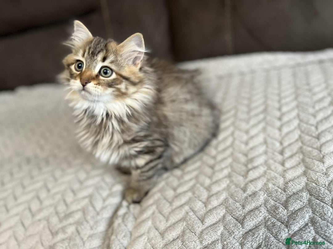 Siberian cats for sale: Purebred- Hypoallergenic Siberian Kittens - Image 25