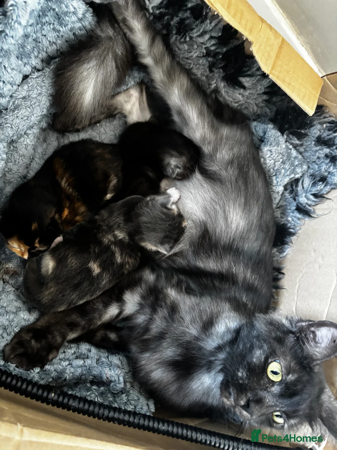 Mixed Breed cats for sale: Breed Mixed kittens  - Advert 6