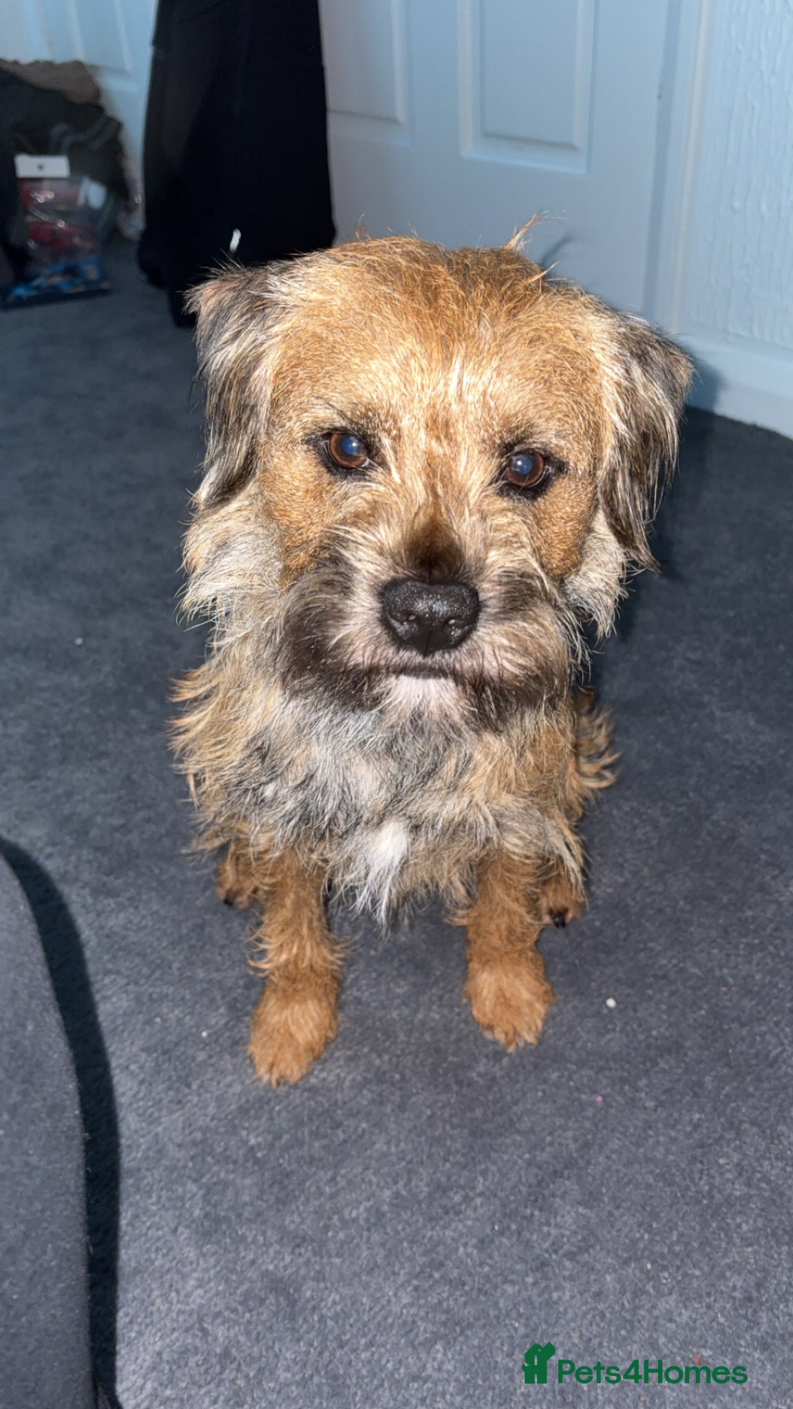 Border Terrier dogs Border terrier stud - Advert 1