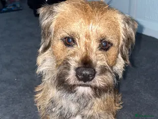 Border Terrier dogs Border terrier stud - Advert 1