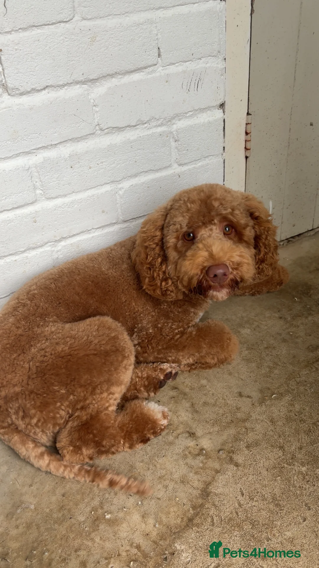 Cockapoo dogs for stud: Gorgeous deep red cockapoo for stud  - Advert 5