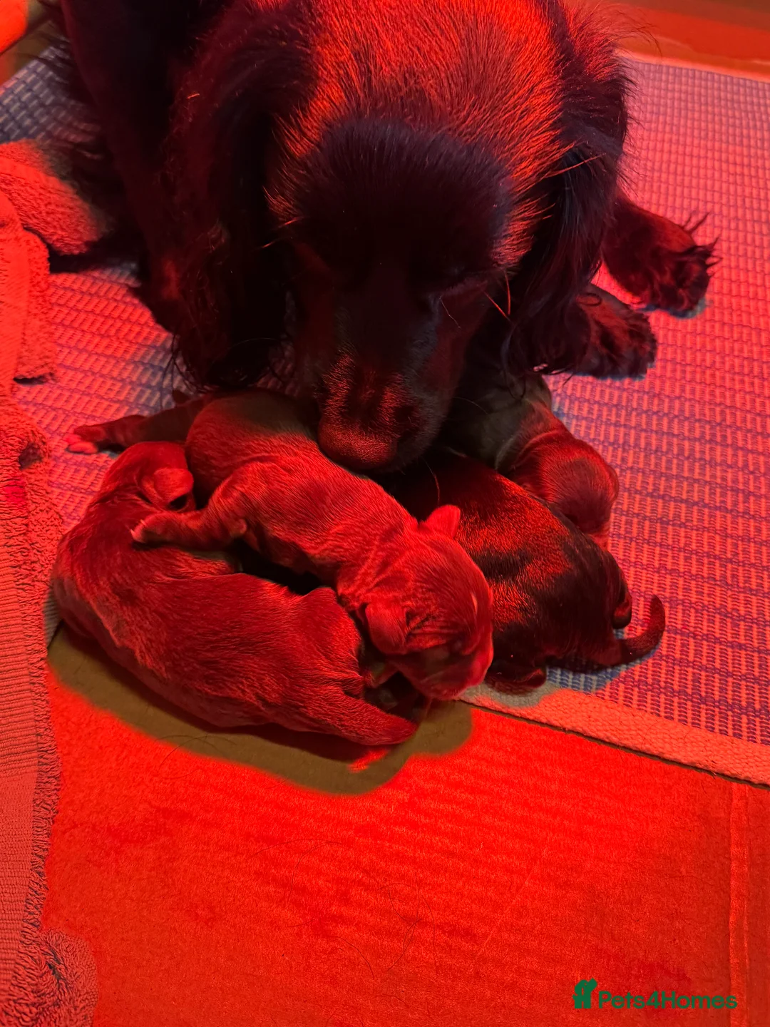 Cocker Spaniel dogs for sale: Beautiful working cocker spaniel puppies  - Advert 2