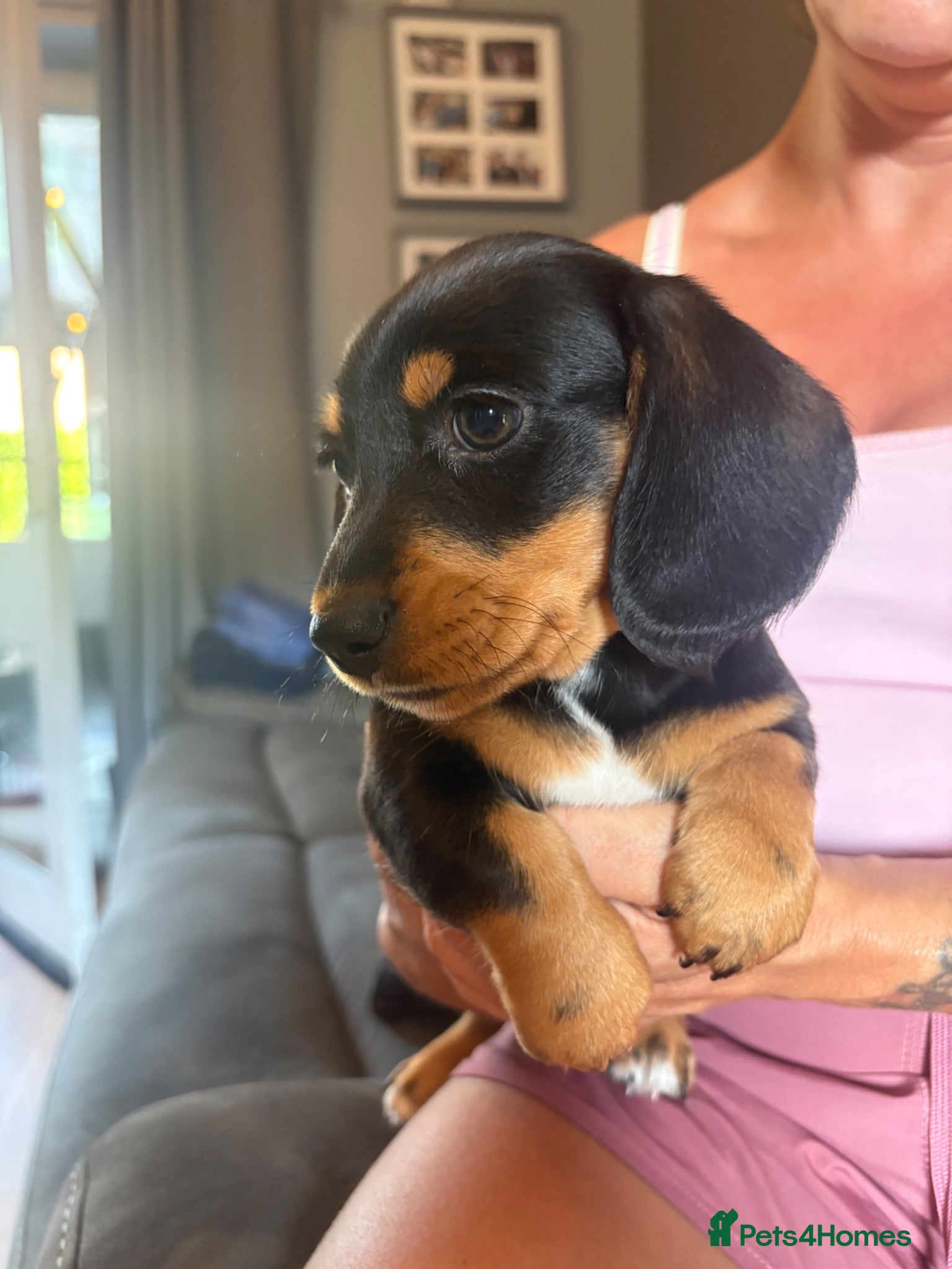 Miniature Dachshund dogs Miniature Dachshund - Advert 15