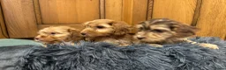 Cockapoo dogs for sale: Cockapoo Puppies – Boys and Girls Available - Advert 10