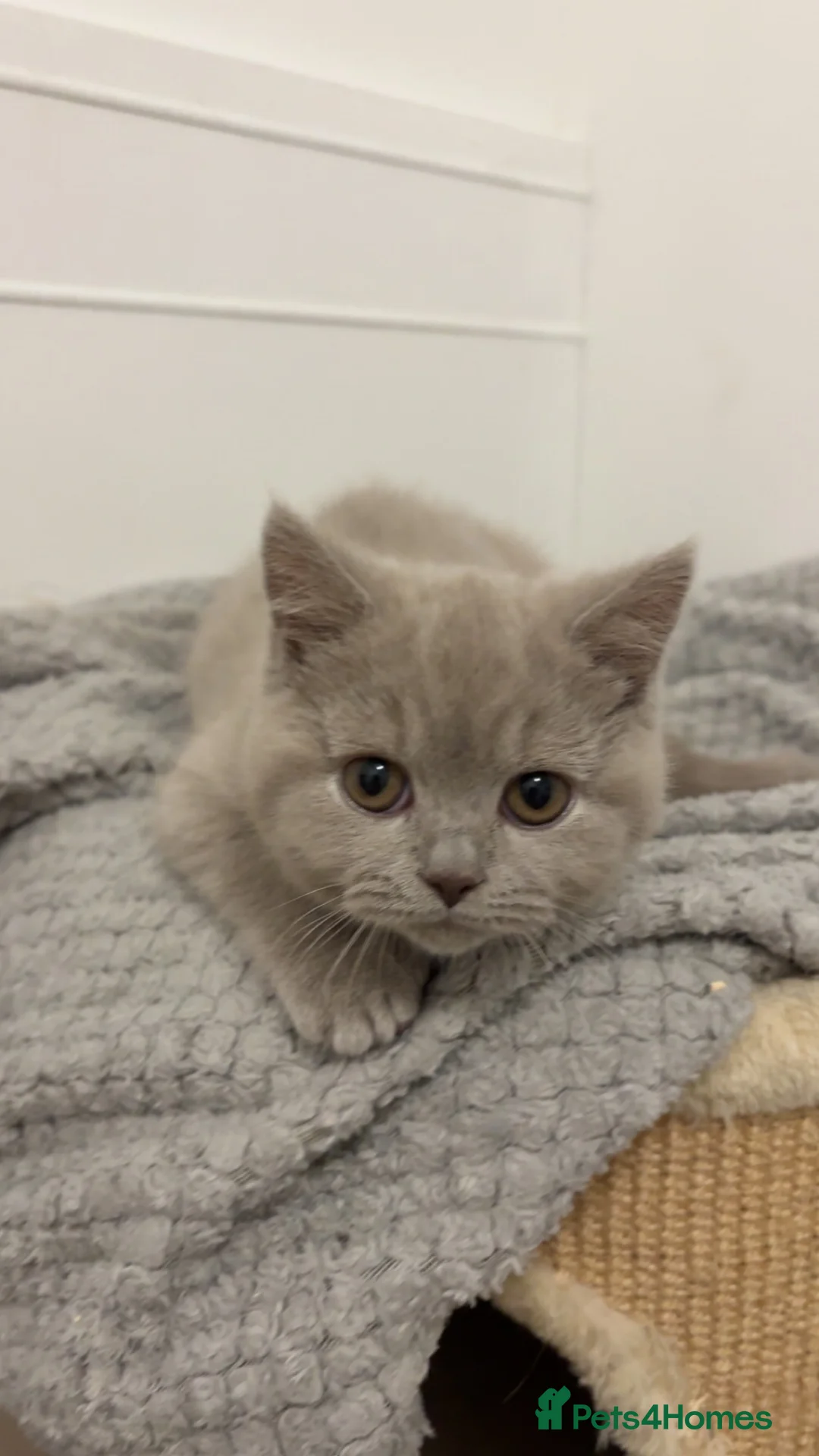 British Shorthair cats for sale: British shorthair  - Advert 2